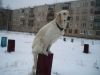 1259330382_vorobushek