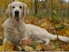 17774034_golden5