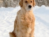 214px-golden_retriever_reggy