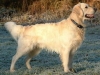 265px-golden_retriever_dukedestiny01_drvd