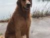 450px-golden_retriever_after_fetching