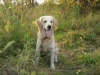 87416685_1_644x461_golden-retriver-kemerovo