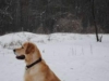 88285187_1_644x461_schenki-zolotistogo-golden-retrivera-voronezh_rev002