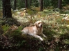 Golden_Retriever_forest