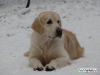 belgorod-ocharovatelnye_schenki_zolotistogo_retrivera_445156