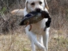 big1