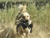 bird-dog