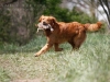 Golden Retriever dog carrying a chukar bird.