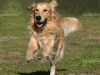 depositphotos_2132069-running-golden-retriever