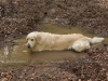 depositphotos_6161364-dirty-golden-retriever