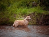 dog-river-blues_0