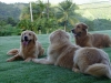 dogs004