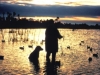 duck-hunting-dogs-1