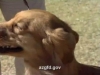 egviddzqmti_o_golden-retriever-hunting-dog