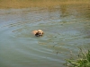 english-golden-retriever-training-duck