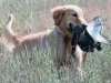 gdpuppies_080107_34
