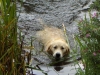 golden-retriever-53ater