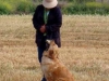 golden-retriever-hunt-test-training-prado