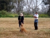 golden-retriever-hunt-test-training2