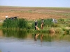 golden-retriever-hunt-test-training3