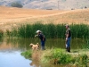 golden-retriever-hunt-test-training5