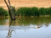 golden-retriever-hunt-test-training6