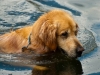 golden-retriever-hunting_0