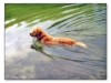 golden-retriever-paint