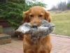 golden-retriever-retrieves-squirrel