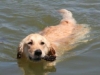 golden-retriever-swimming-history2