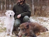 golden-retriever-wild-boar