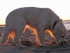 golden-retriever