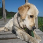 golden-retriver-1