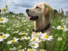 golden-retriver-4
