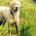 golden-statiy-2