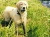 golden-statiy-2_0