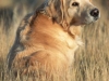 golden_retriever_0