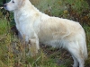 golden_retriever_gnu-2