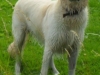 goldenretrievermarley10months