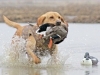 huntingdoggoldenretriever