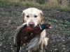 huntinggolden