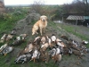 huntinggolden2_0