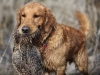 i-2-31943_goldenretriever-wp4