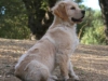 lady-kate