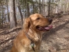 max-the-golden-retriever-at-lake
