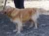 miniaturegoldenretrievercandsranchchance4