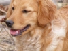 miniaturegoldenretrievercandsranchrainy5
