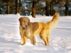 raise-golden-retriever-puppy-800x800