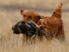 red-golden-exactly-what-im-looking-for9_0