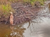 Jake and the Beaver lodge